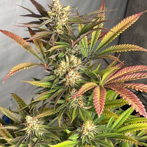 Pink Crumble Feminized Cannabis Seeds by Karma Genetics 