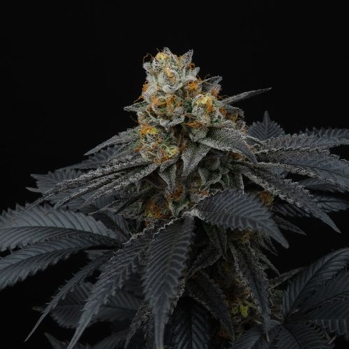 Pink Gasoline Feminized Cannabis Seeds by Perfect Tree