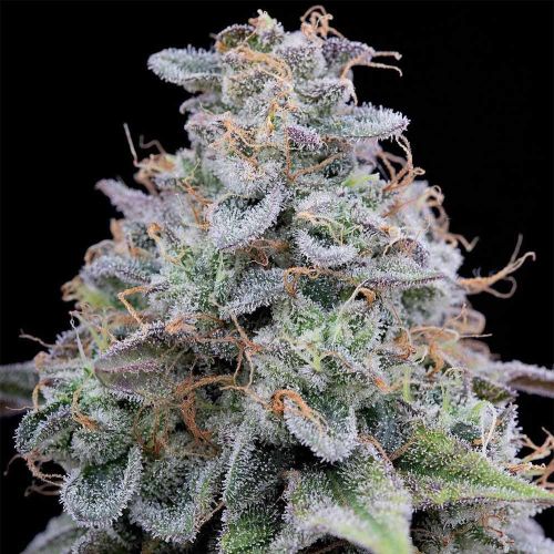 Pink Limez Female Weed Seeds by Grounded Genetics 