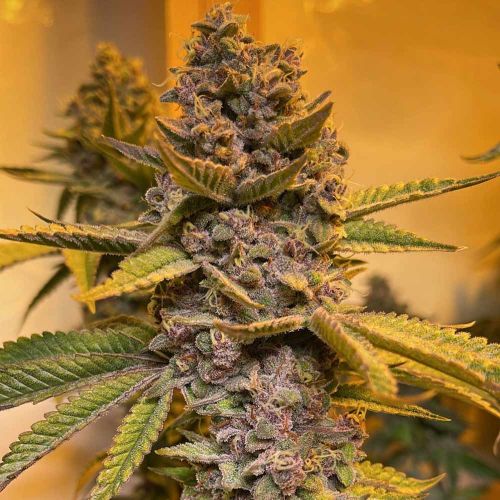 Pink Mintz Female Weed Seeds by Conscious Genetics 