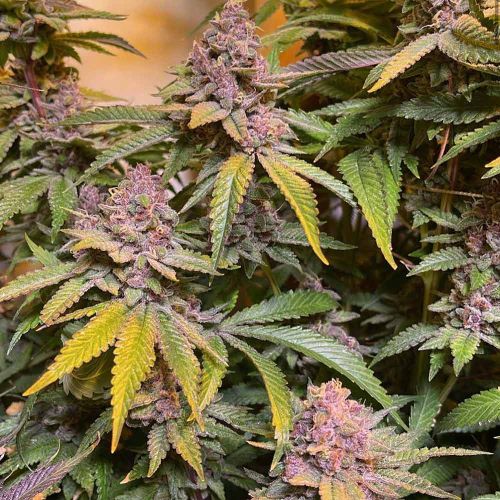 Pink Mintz Female Weed Seeds by Conscious Genetics 