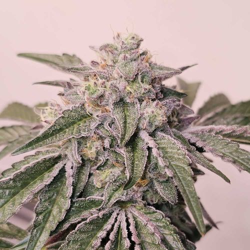 Pink Pie Feminized Cannabis Seeds by Karma Genetics