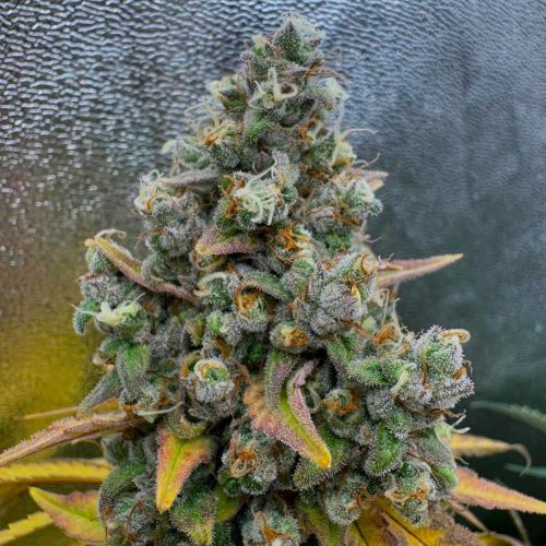 Pink Quavers Feminized Cannabis Seeds Conscious Genetics