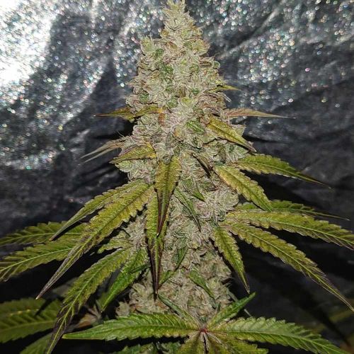 Pink Waferz Female Weed Seeds by Conscious Genetics 