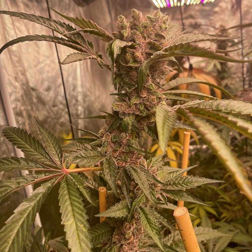 Pink Waferz Female Weed Seeds by Conscious Genetics 