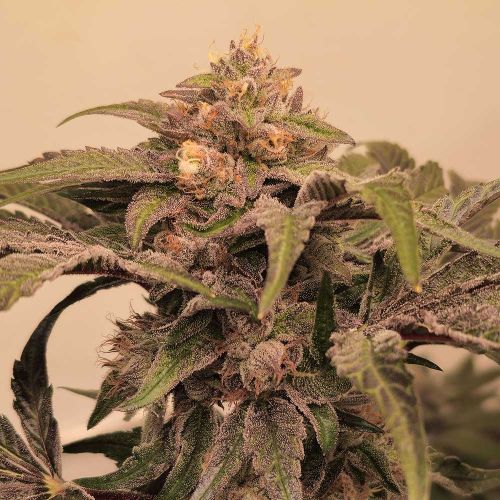 Pinky Zowahh Feminized Cannabis Seeds by Karma Genetics