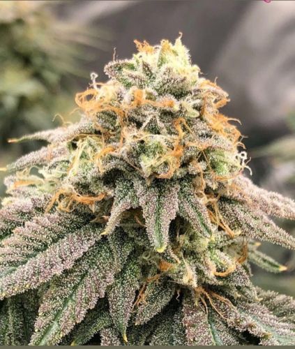 Pinkz Feminized Cannabis Seeds by Pheno Finder Seeds