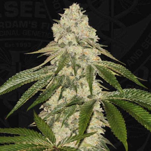 Pisthash Female Cannabis seeds by T.H.Seeds