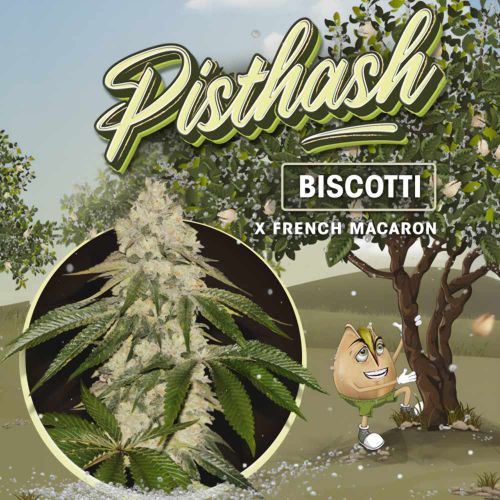 Pisthash Female Cannabis seeds by T.H.Seeds