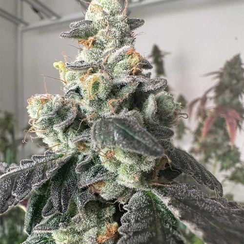 Moscow Mule Feminized Cannabis Seeds The Plug Seedbank 
