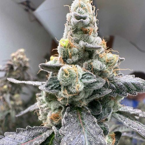 Moscow Mule Feminized Cannabis Seeds The Plug Seedbank 