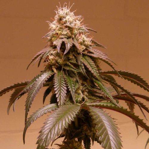 Plum Paradise Feminized Cannabis Seeds by Karma Genetics