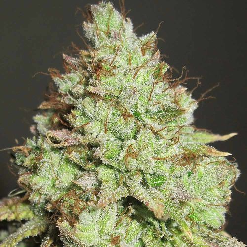 Pornstar Martini Female Weed Seeds by Ultra Genetics 