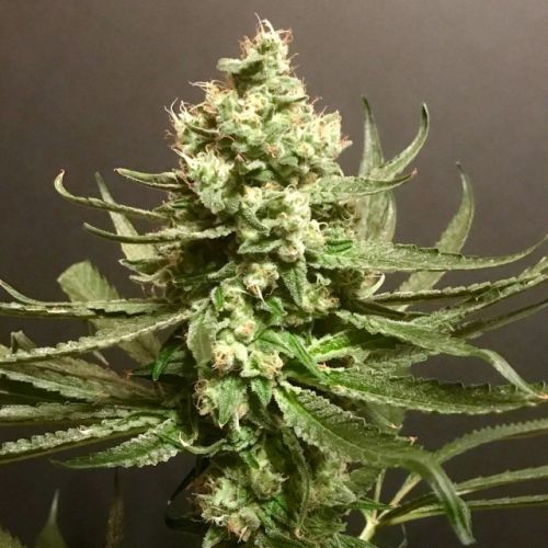 Grand Exodus Female Cannabis Seeds by Pot Valley Seeds