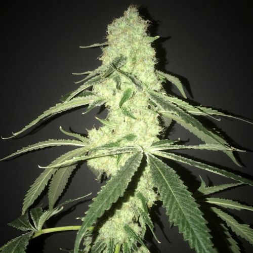 Her Majesty's Kush Female Cannabis Seeds by Pot Valley Seeds