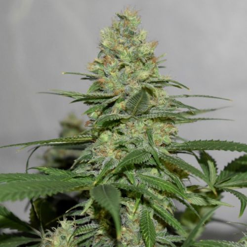 Masters 'N Crime Regular Cannabis Seeds by Pot Valley Seeds