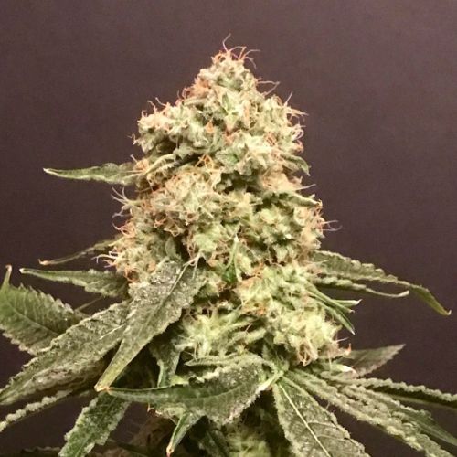 Frosty Purps Female Cannabis Seeds by Pot Valley Seeds