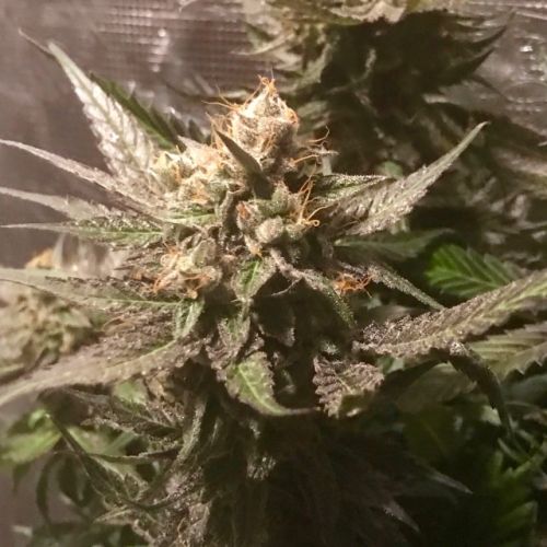 Sour Moonfire Female Cannabis Seeds by Pot Valley Seeds