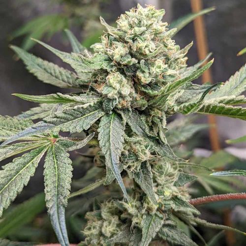 Prozecco Female Weed Seeds by Conscious Genetics 