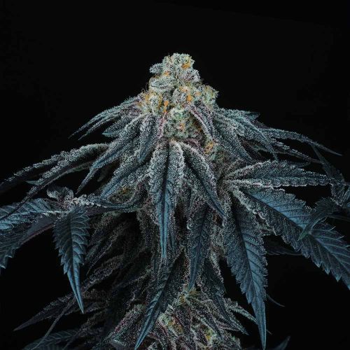 Puff Mints Female Weed Seeds by Perfect Tree 