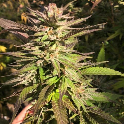 Punani by Pakalolo Seed Cannabis Seedbank 