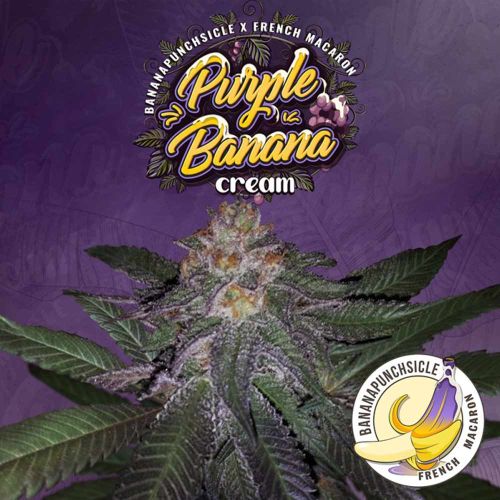 Purple Banana Cream Female Cannabis Seeds by T.H.Seeds