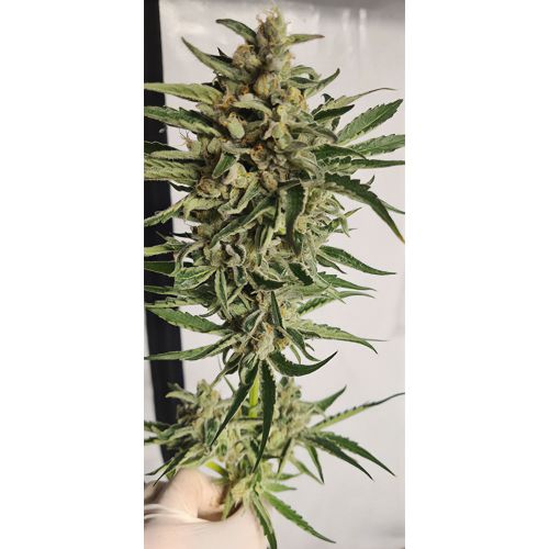 Purple Cream Female Weed Seeds by Zmoothiez 