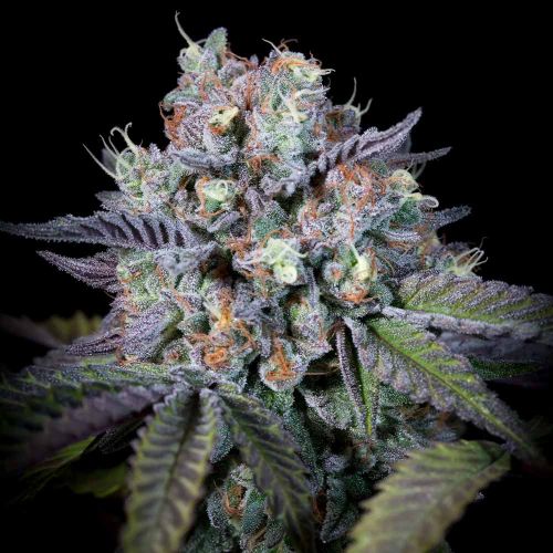 Purple Mints Female Weed Seeds by Paradise Seeds