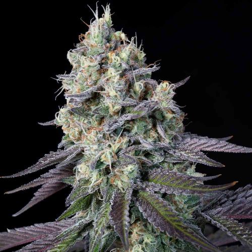 Purple Mints Female Weed Seeds by Paradise Seeds