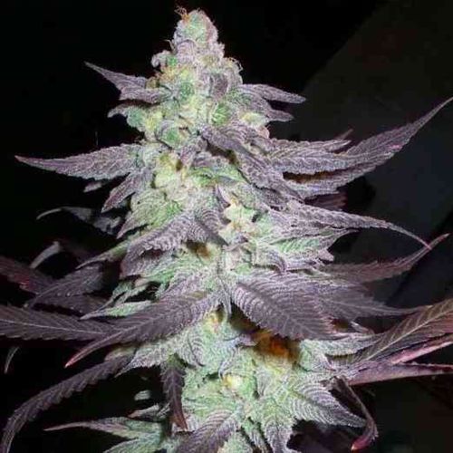 Purple Wreck Female Cannabis Seeds by Reserva Privada