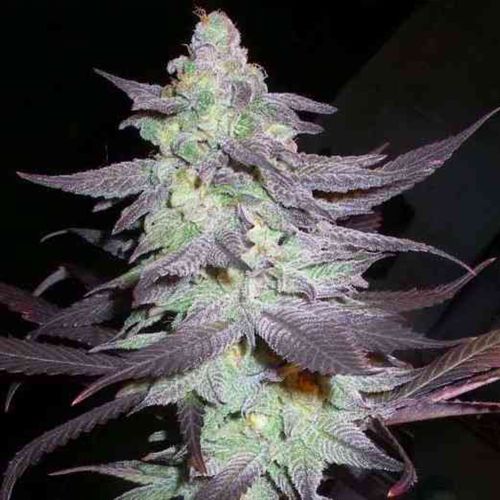 Purple Wreck Female Cannabis Seeds by DNA Genetics