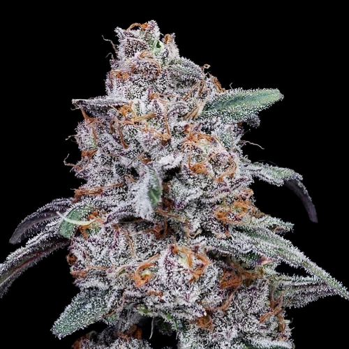 Purple People Eater Autoflowering Cannabis Seeds DNA Genetics