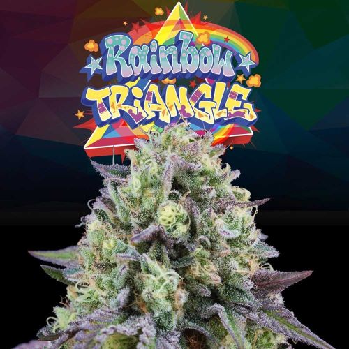 Rainbow Triangle Female Weed Seeds by Perfect Tree