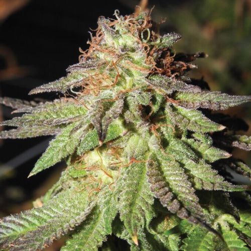 Rainbow Valley Regular Cannabis Seeds by True Canna Genetics 