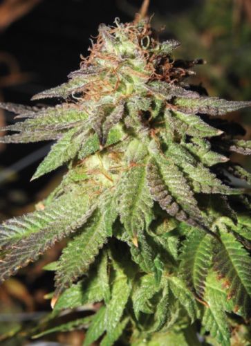 Rainbow Valley Regular Cannabis Seeds by True Canna Genetics 