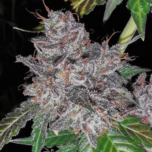 Rainbow Cake Female Cannabis Seeds by Pheno Finder Seeds