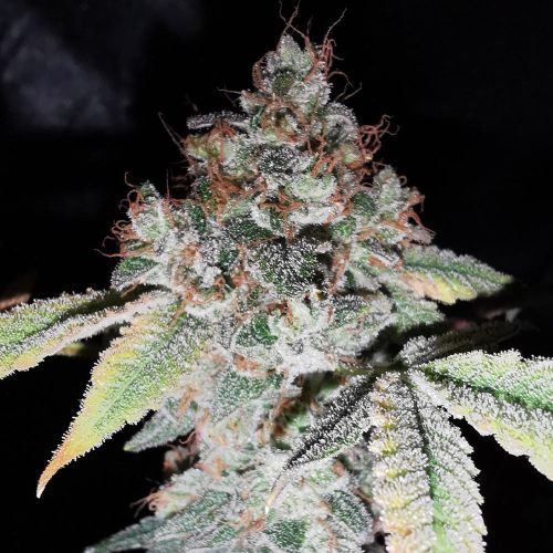 Rainbow Cake Female Cannabis Seeds by Pheno Finder Seeds