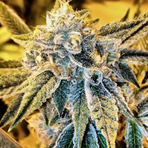 Cornbread Female Cannabis Seeds by Rare Dankness - DISCONTINUED