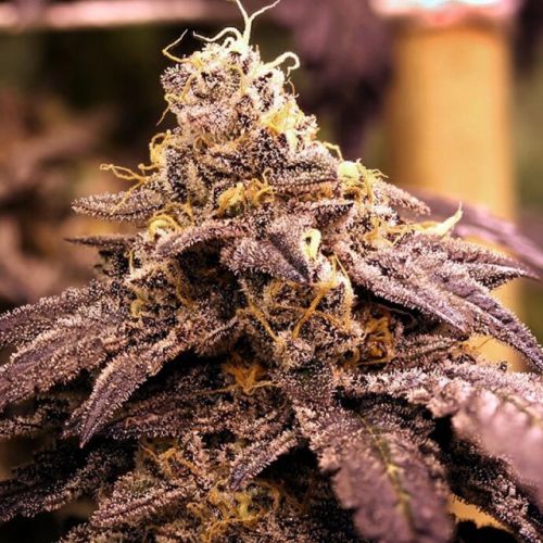 Rare Darkness Female Cannabis Seeds by Rare Dankness
