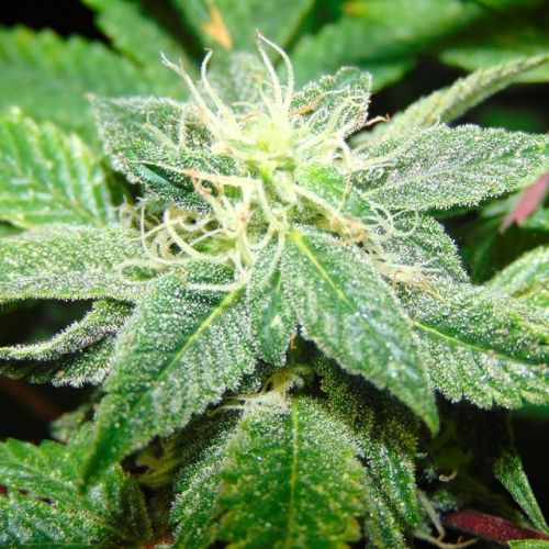 Rug Burn OG Female Cannabis Seeds by Rare Dankness