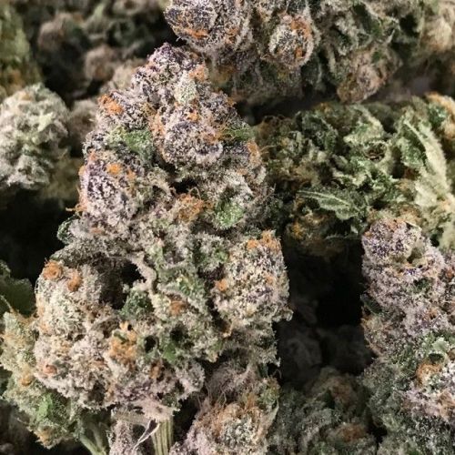 Dark Ghost Train Regular Cannabis Seeds By Rare Dankness