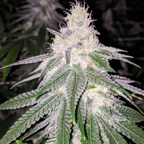 Purple Hashplant Haze Regular Cannabis Seeds by Rare Dankness