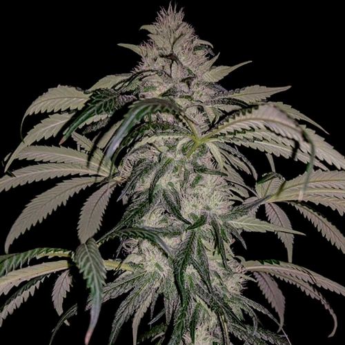 Purple Swish Haze Regular Cannabis Seeds by Rare Dankness