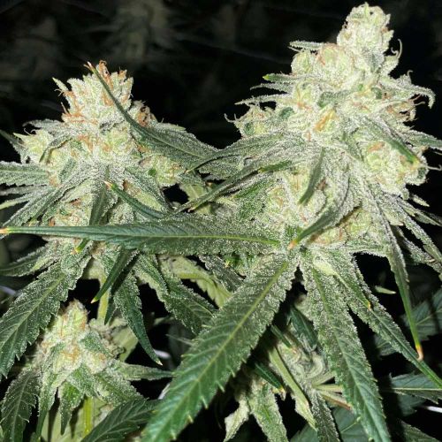 Scotts Haze Regular Cannabis Seeds by Rare Dankness