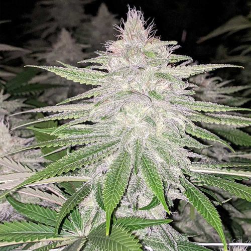 Star Killer Haze Regular Cannabis Seeds by Rare Dankness