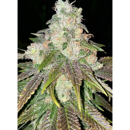 Rare Dankness Cannabis Seeds - Full Seed Range Available