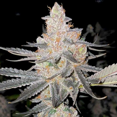 Vaders Starkiller Feminized Cannabis Seeds by Rare Dankness