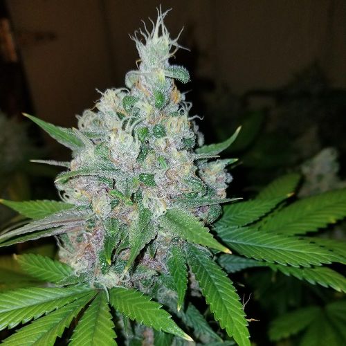 Raspberry Boogie S2 Feminized Cannabis Seeds by Mosca Seeds