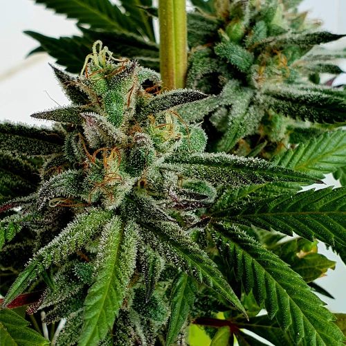 Raspberry Oreoz Feminized Cannabis Seeds by Holy Smoke Seeds