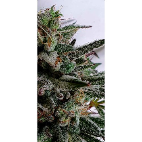 Raspberry Oreoz Feminized Cannabis Seeds by Holy Smoke Seeds